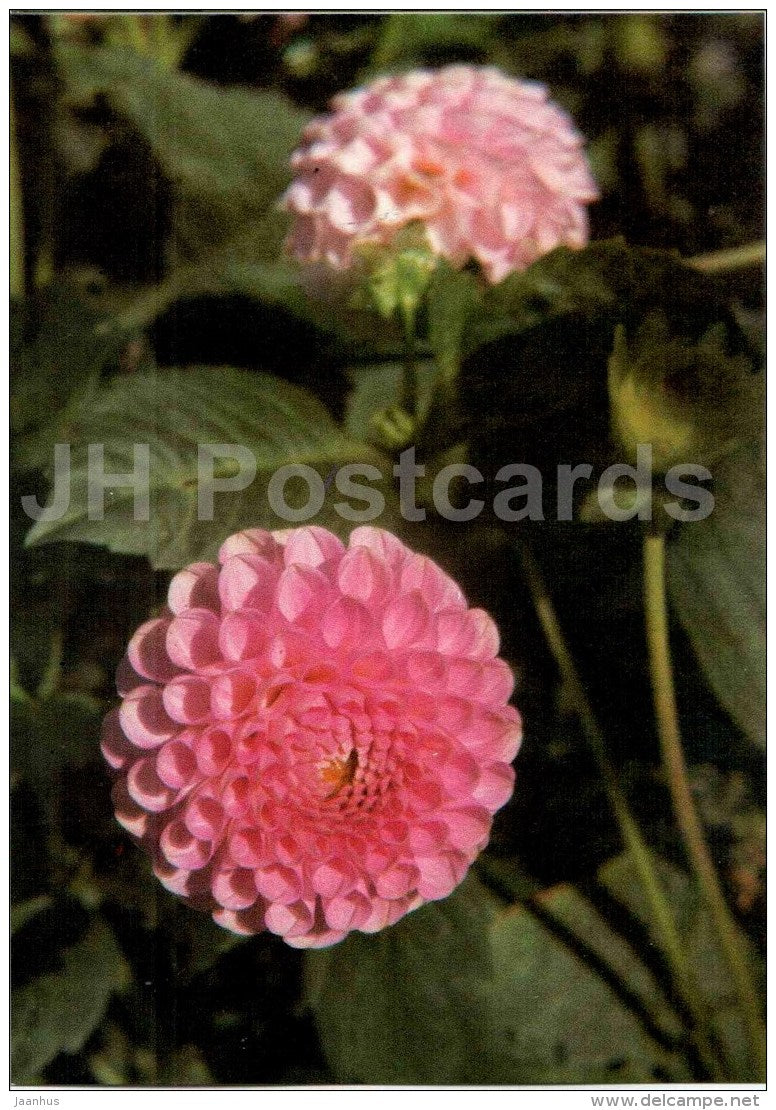 Ponos - dahlia - flowers - Slovakia - Czechoslovakia - unused - JH Postcards
