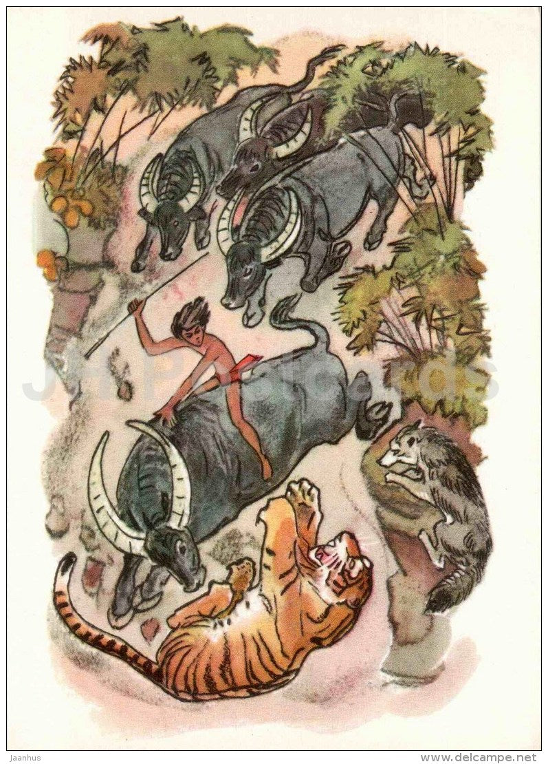 buffalo - tiger - wolf - Sher Khan - Akkela - Mowgli by Rudyard Kipling - 1975 - Russia USSR - unused - JH Postcards