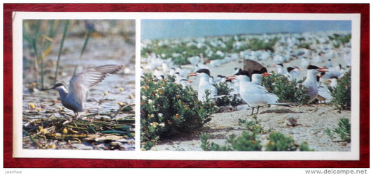 Common Tern - Sterna hirundo - Caspian Tern - Hydroprogne caspia - birds - 1982 - Russia USSR - unused - JH Postcards