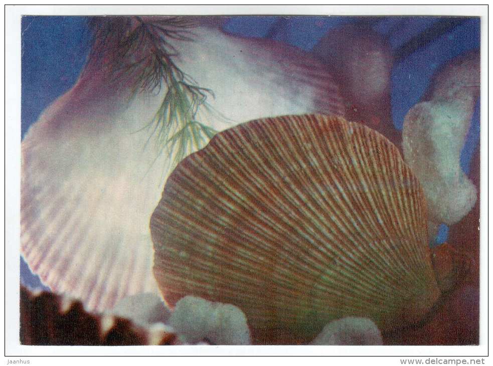 Noble Scallop - Chlamys nobilis - shells - clams - mollusc - 1974 - Russia USSR - unused - JH Postcards