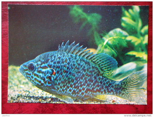 Pumpkinseed - Lepomis gibbosus - aquarium fishes - 1980 - Russia USSR - unused - JH Postcards