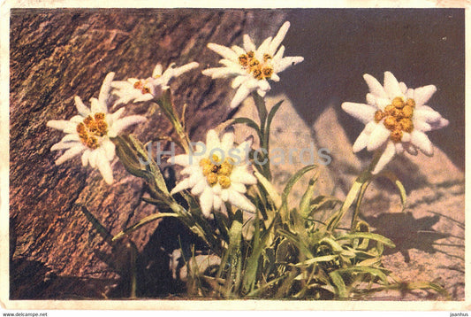 Leontopodium alpinum - Edelweiss - flowers - 267 - old postcard - 1934 - Switzerland - used - JH Postcards