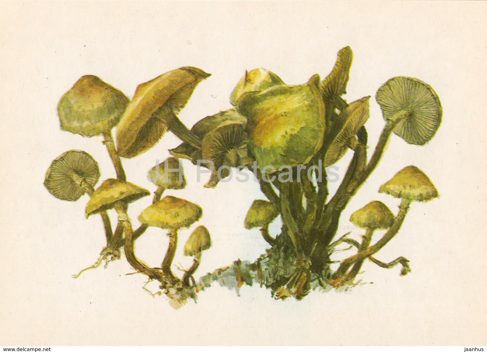 sheathed woodtuft - Kuehneromyces mutabilis - illustration by A. Shipilenko - Mushrooms - 1976 - Russia USSR - unused - JH Postcards