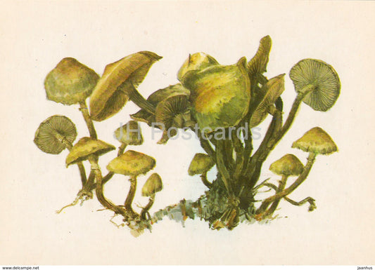 sheathed woodtuft - Kuehneromyces mutabilis - illustration by A. Shipilenko - Mushrooms - 1976 - Russia USSR - unused - JH Postcards