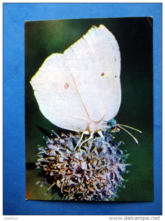 Common Brimstone - Gonepteryx rhamni - butterfly - insects - 1980 - Russia USSR - unused - JH Postcards