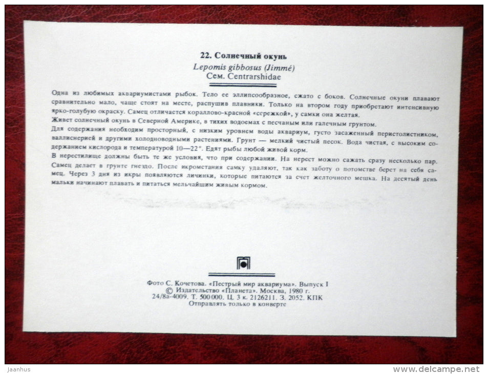 Pumpkinseed - Lepomis gibbosus - aquarium fishes - 1980 - Russia USSR - unused - JH Postcards