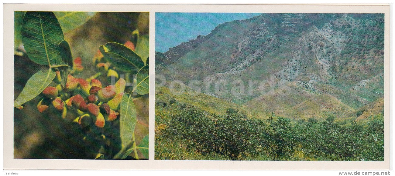 Pistacia - Kopet Dagh Nature Reserve - 1985 - Turkmenistan USSR - unused - JH Postcards