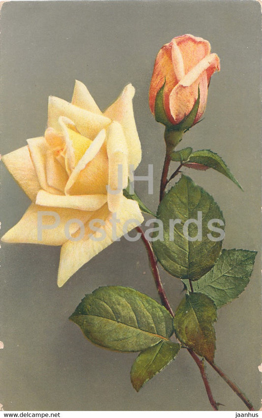 Yellow Roses - flowers - Serie A No 1 - old postcard - Switzerland - used - JH Postcards