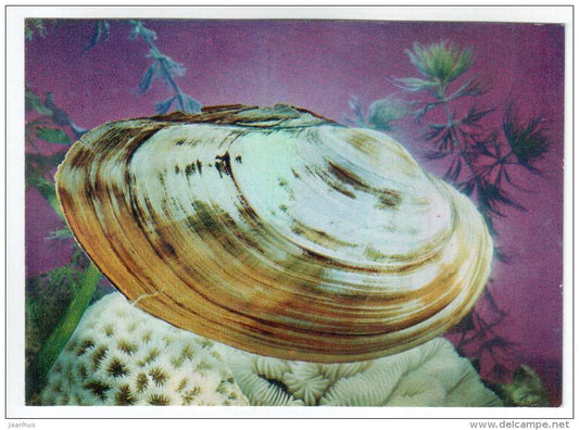 Margaritifera Dahurica - shells - clams - mollusc - 1974 - Russia USSR - unused - JH Postcards