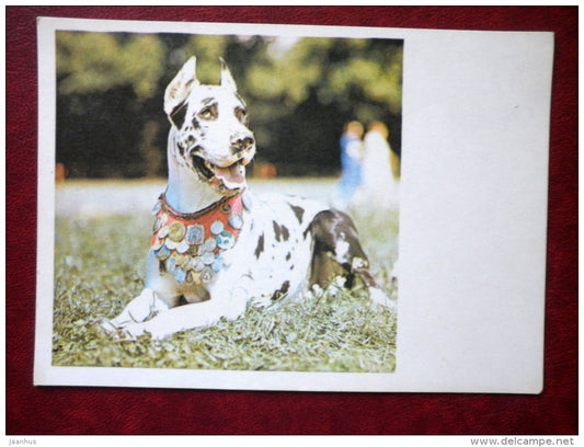 Dane - dogs - 1981 - Estonia USSR - unused - JH Postcards