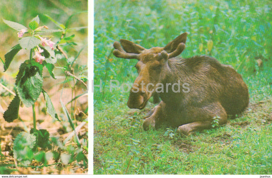 Belovezhskaya Pushcha National Park - The Elk - Melittis Melissophyllum - bastard balm - 1981 - Berarus USSR - unused - JH Postcards