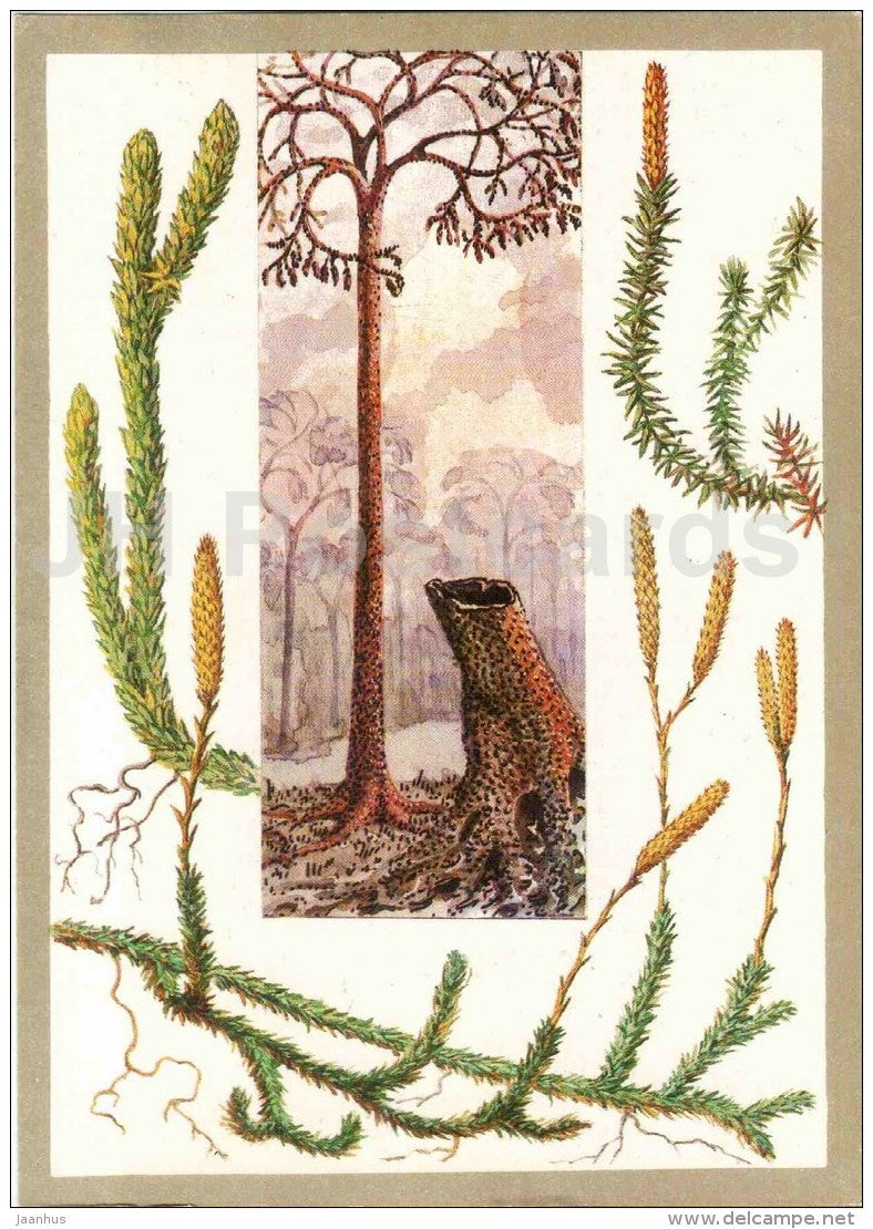 Lycopodiaceae - Protected Animals and Plants - 1983 - Russia USSR - unused - JH Postcards