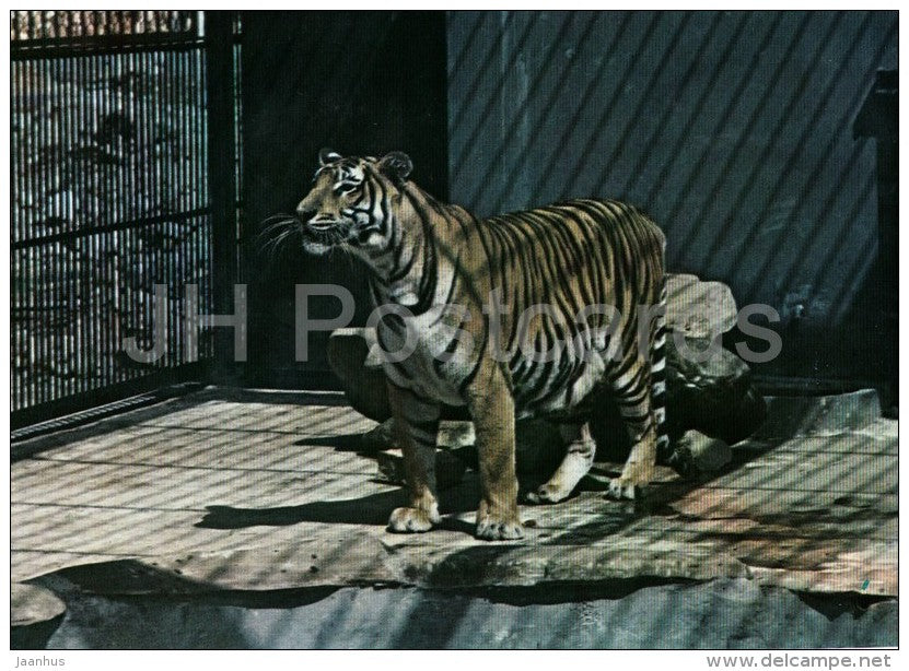 Tiger - Panthera Tigris - National Zoo - Cuba - unused - JH Postcards