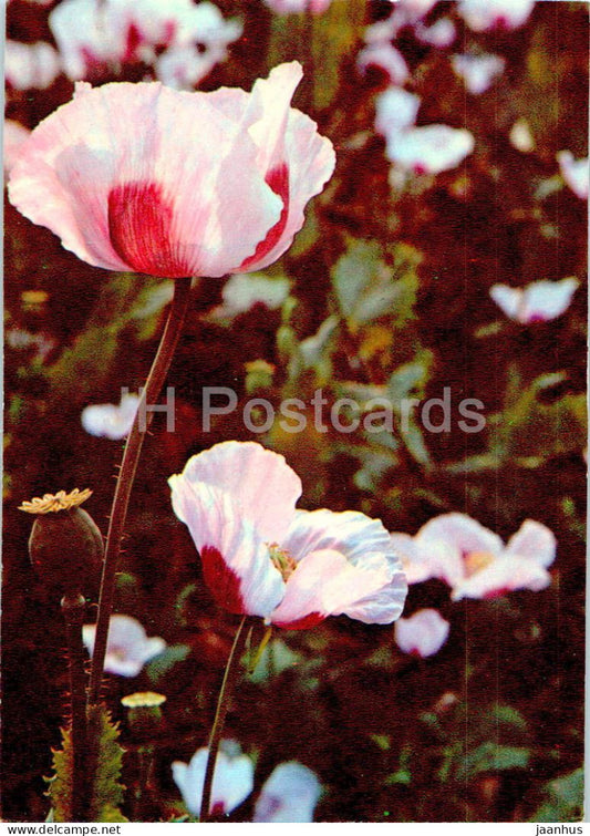 Papaver somniferum - Poppy - Medicinal Plants - 1977 - Russia USSR - unused - JH Postcards