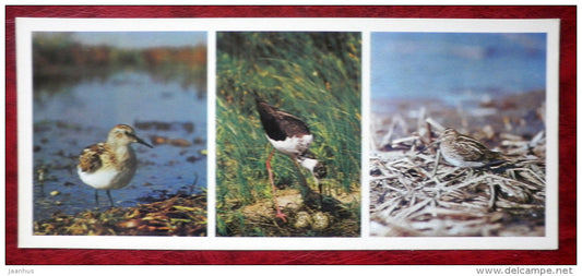 Little Stint - Black-winged Stilt - Common Snipe - birds - 1982 - Russia USSR - unused - JH Postcards