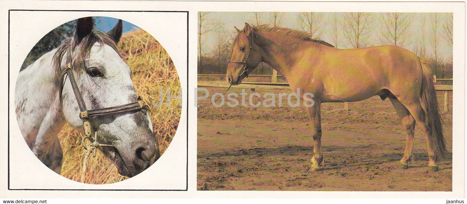 Kyrgyz and Kazakh horses - horse breeds - 1988 - Russia USSR - unused - JH Postcards