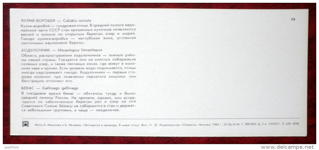 Little Stint - Black-winged Stilt - Common Snipe - birds - 1982 - Russia USSR - unused - JH Postcards