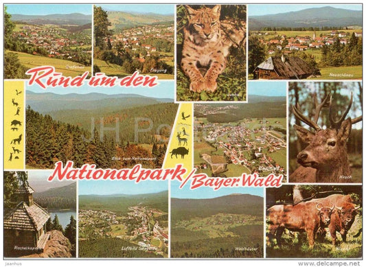 Rund um den Nationalpark - Bayer. Wald - Luchs - Hirsch - lynx - deer - 8351/112 - Germany - 1980 gelaufen - JH Postcards