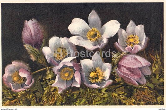 Anemone vernalis - Fruhlings Anemone - flowers - 1858 - old postcard - Switzerland - unused - JH Postcards