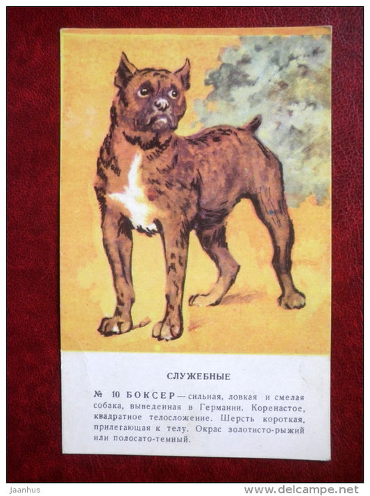 Boxer - dogs - Russia USSR - unused - JH Postcards