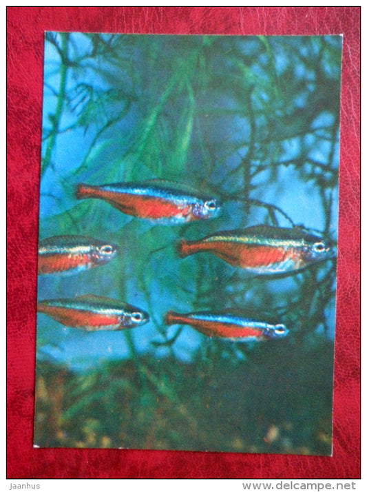 Cardinal tetra - Cheirodon axelrodi - aquarium fishes - 1980 - Russia USSR - unused - JH Postcards