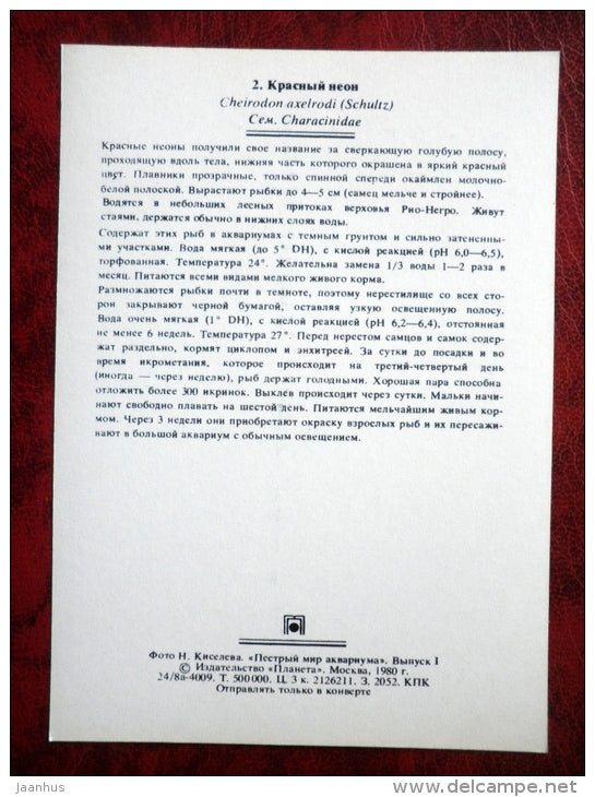 Cardinal tetra - Cheirodon axelrodi - aquarium fishes - 1980 - Russia USSR - unused - JH Postcards