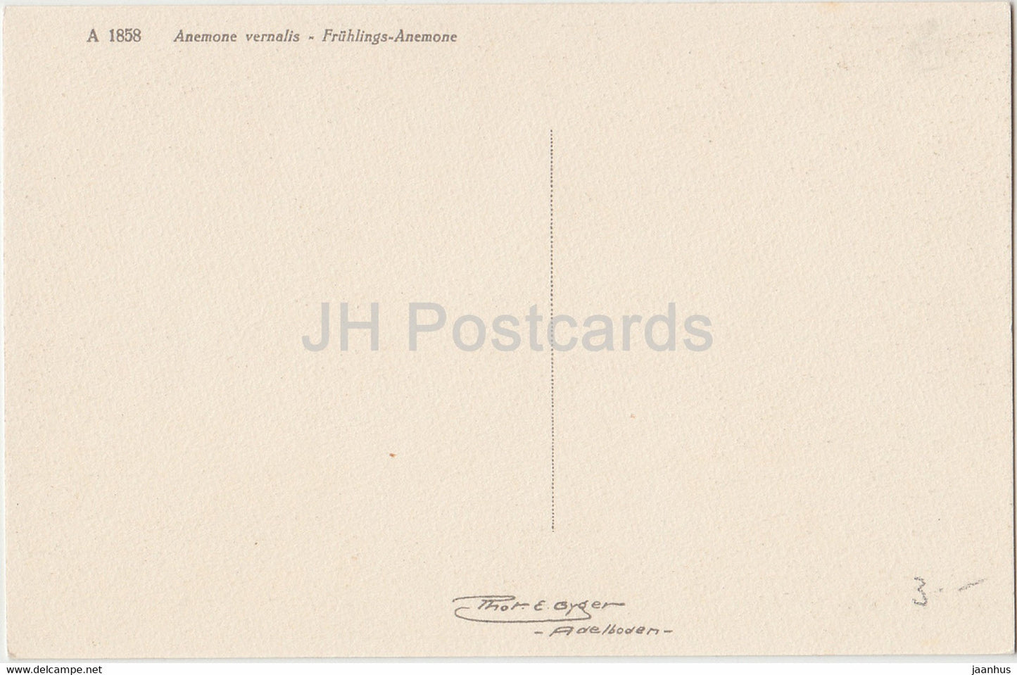 Anemone vernalis - Fruhlings Anemone - fleurs - 1858 - carte postale ancienne - Suisse - inutilisée