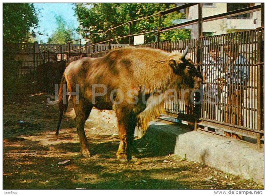 European bison - Bison bonasus - Moscow Zoo - 1982 - Russia USSR - unused - JH Postcards