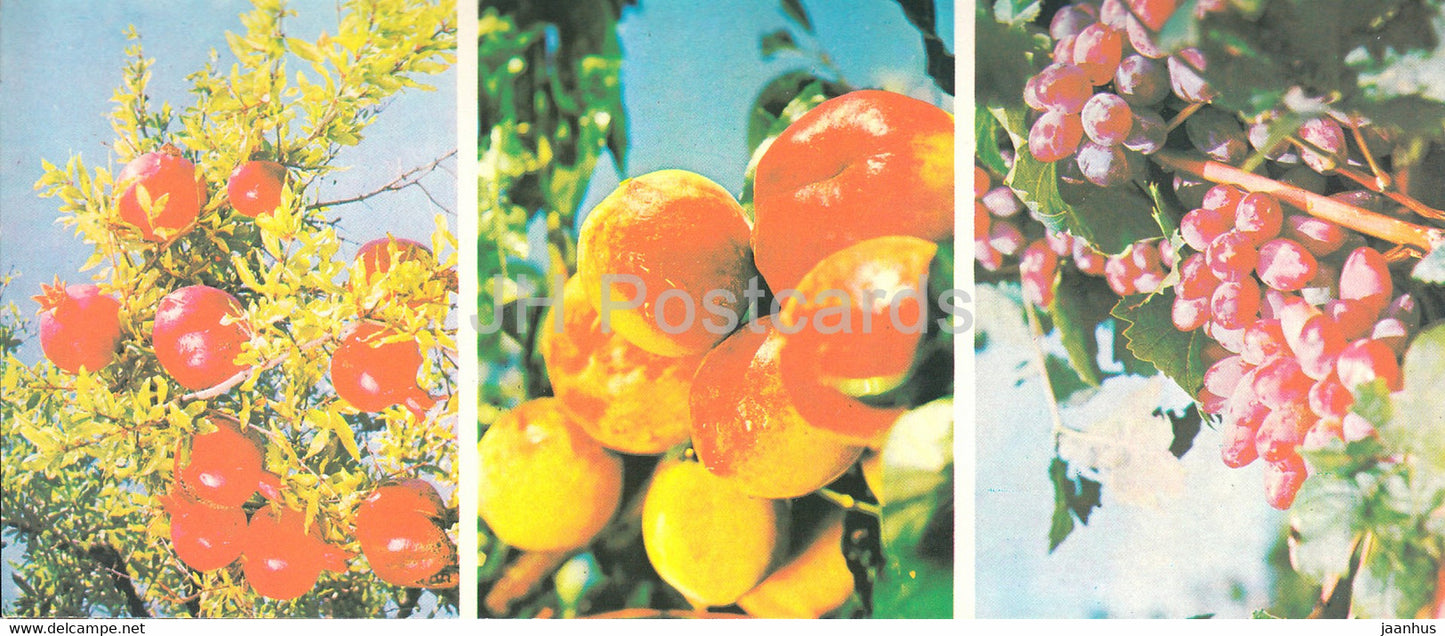 Bounties of Crimean Nature - apple - grape - pomegranate - Crimea - 1979 - Ukraine USSR - unused - JH Postcards