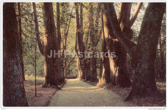 Lime tree alley - Kern alley - Mikhailovskoye - State museum reserve of Pushkin - 1971 - Russia USSR - unused - JH Postcards