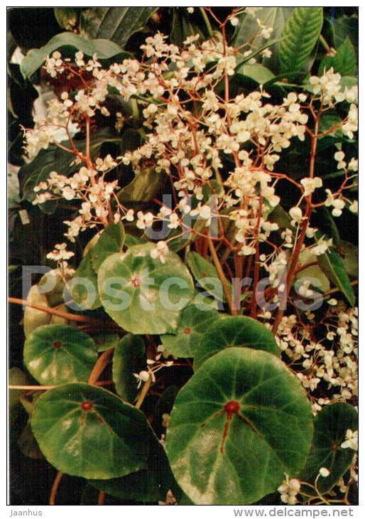 Bull's Eye Begonia - Begonia conchaifolia - flowers - 1987 - Russia USSR - unused - JH Postcards