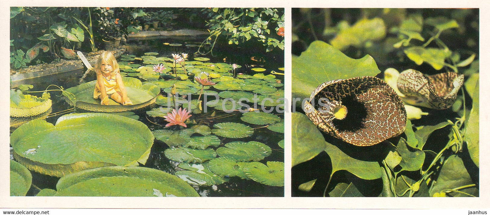 Victoria cruziana - water lily - calico flower - Siberian Botanical Garden - 1985 - Russia USSR - unused - JH Postcards