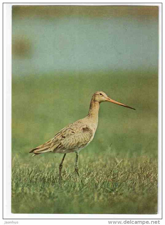 Black-tailed Godwit - Limosa limosa - birds - 1977 - Poland - unused - JH Postcards
