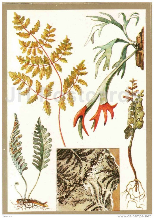 Botrychium lunaria - Platycerium - Gymnocarpium - Fern - Protected Animals and Plants - 1983 - Russia USSR - unused - JH Postcards