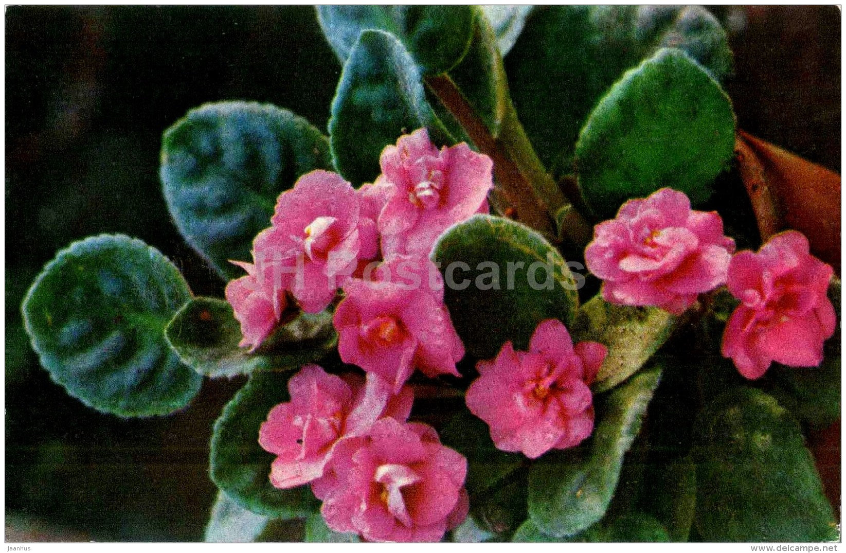 Saintpaulia - African Violets - flowers - 1973 - Russia USSR - unused - JH Postcards