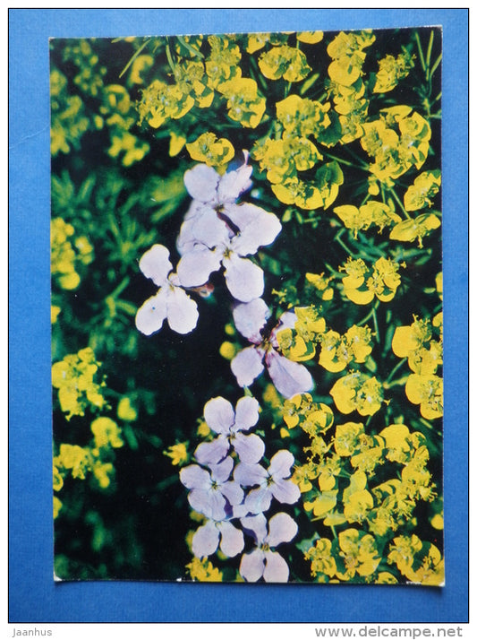Hesperis steveniana - Euphorbia cyparissias - cypress - flowers - Botanical Garden of the USSR - 1973 - Russia USSR - JH Postcards