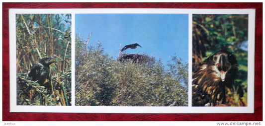 Hooded Crow - Corvus cornix - White-tailed Eagle - Haliaeetus albicilla - birds - 1982 - Russia USSR - unused - JH Postcards