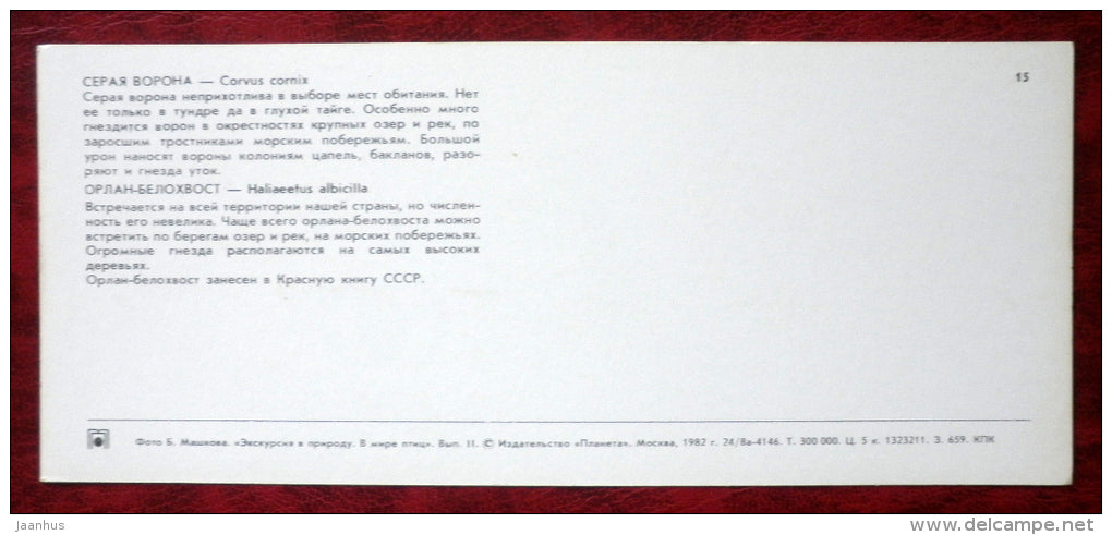 Hooded Crow - Corvus cornix - White-tailed Eagle - Haliaeetus albicilla - birds - 1982 - Russia USSR - unused - JH Postcards