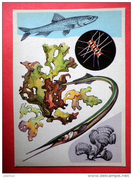 Anchovy - Garfish - Padina - Ulva - fish - Marine Life - 1979 - Russia USSR - unused - JH Postcards