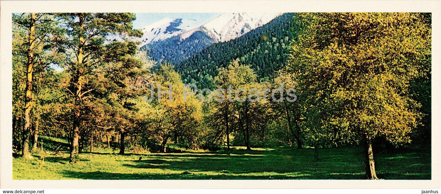 Umpyrskaya glade - Caucasian Nature Reserve - 1980 - Russia USSR - unused - JH Postcards