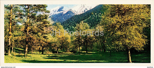 Umpyrskaya glade - Caucasian Nature Reserve - 1980 - Russia USSR - unused - JH Postcards