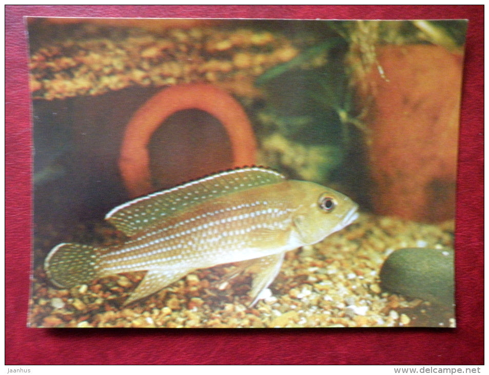 Lamprologus tetracanthus - aquarium fishes - 1982 - Russia USSR - unused - JH Postcards