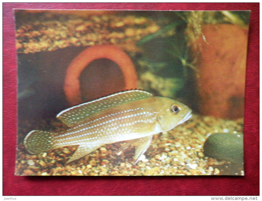 Lamprologus tetracanthus - aquarium fishes - 1982 - Russia USSR - unused - JH Postcards