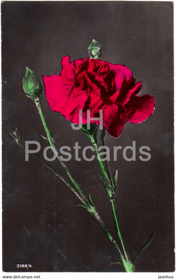 red carnation - flowers - The Popular Series - 3188/4 - old postcard - 1908 - United Kingdom - used - JH Postcards