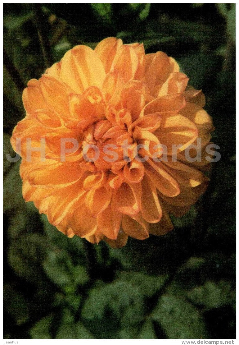 Jantar - dahlia - flowers - Slovakia - Czechoslovakia - unused - JH Postcards