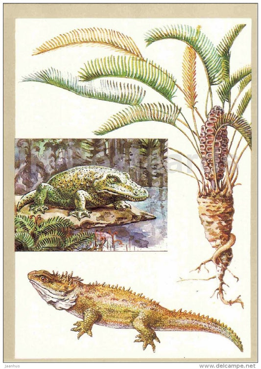 Zamia floridana - Tuatara - Stegocephalia - Protected Animals and Plants - 1983 - Russia USSR - unused - JH Postcards