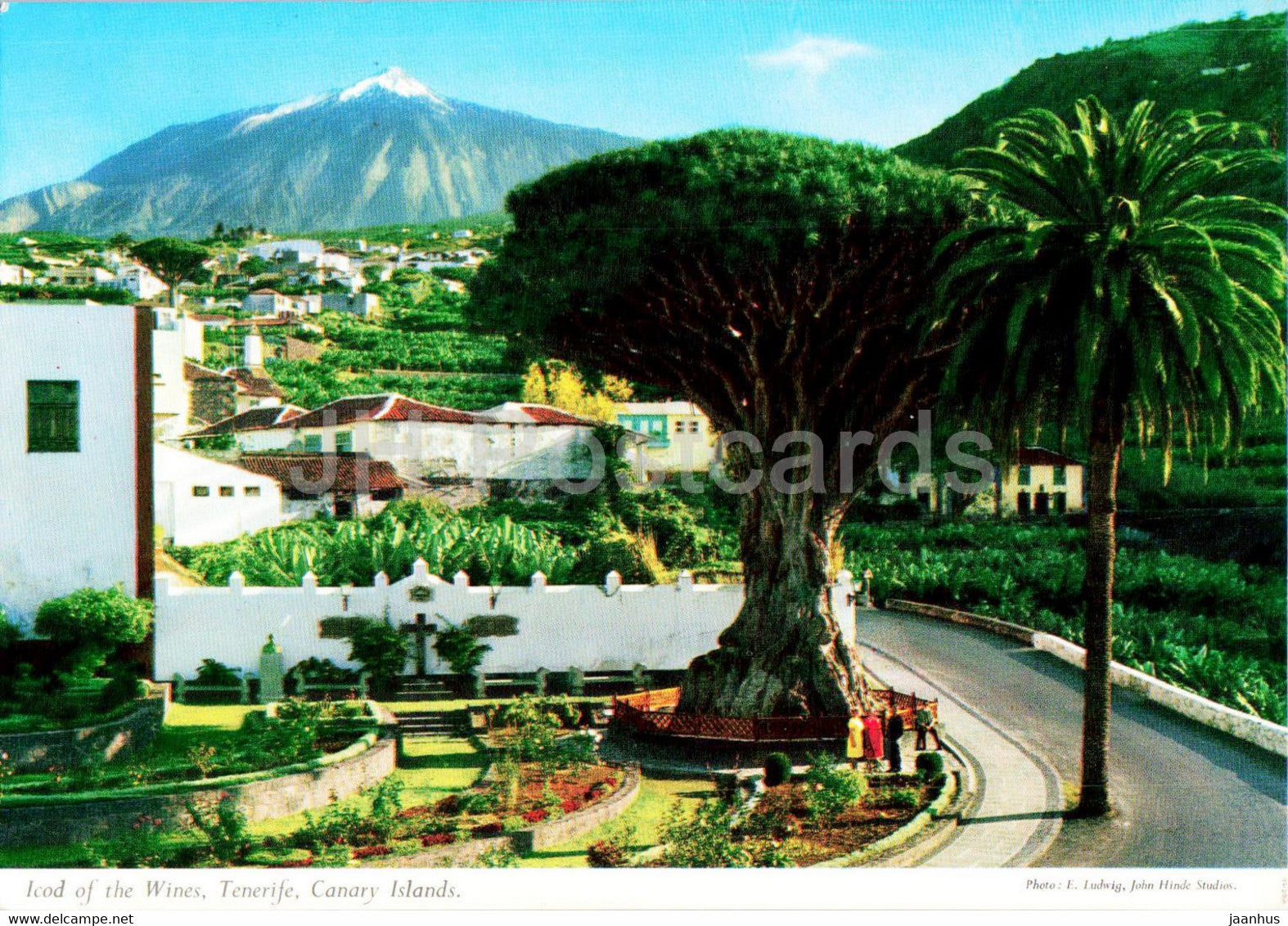Icod of the Wines - Canary Islands - Tenerife - dragon tree - Spain - unused - JH Postcards