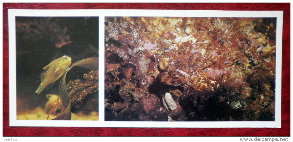 Lumpfish - Cyclopterus lumpus - shorthorn sculpin - Myoxocephalus scorpius - fish - 1980 - Russia USSR - unused - JH Postcards