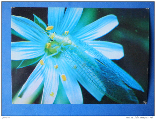 Lacewings - Chrysopa sp - insects - 1980 - Russia USSR - unused - JH Postcards