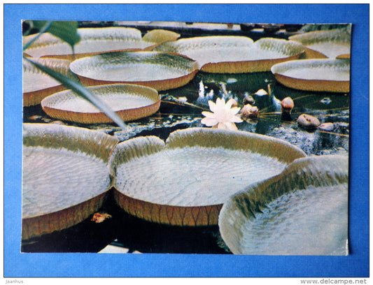 Victoria cruziana - Santa Cruz water lily - flowers - Botanical Garden of the USSR - 1973 - Russia USSR - JH Postcards